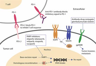 Frontiers Recent Advances In The Treatment Of Breast Cancer   381990 Thumb 400 